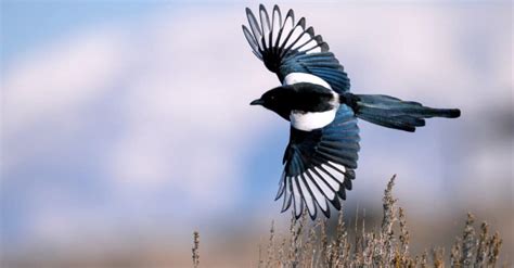 10 Incredible Magpie Facts