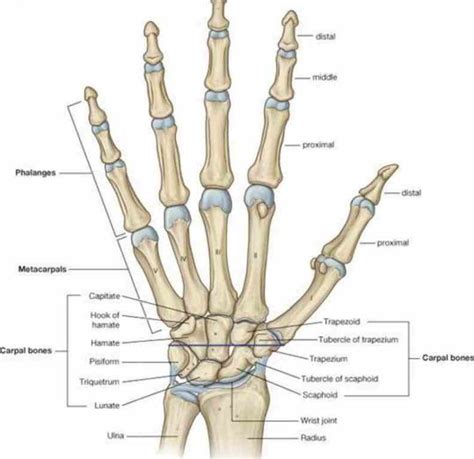 complex perhaps most all joints in body actually a collection many bones and de Anatomy Of The ...