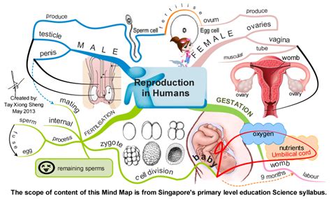 Reproduction in Humans | BIOLOGIE | Pinterest | Gcse revision and Diversity