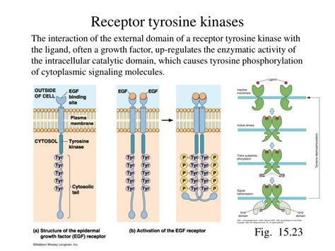 PPT - Lecture #9. July 13,2001 Cell signaling: Receptor tyrosine ...