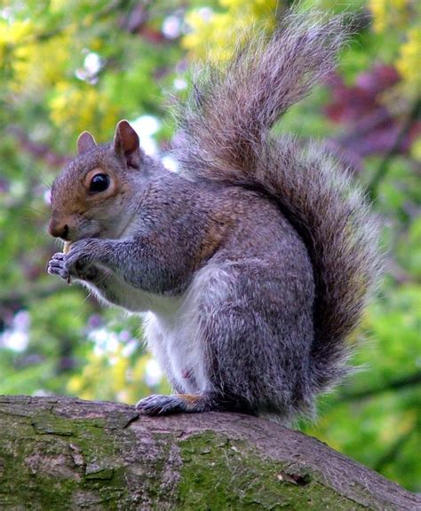 The ultimate ethical meal: grey squirrel | Wesleying