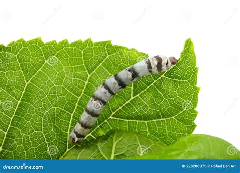 Hungry Domestic Silk Moth Silkworm Eating Mulberry Leaf Stock Image ...