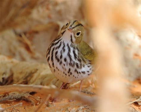 Utah Bird Records Committee - Sighting Record