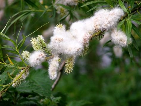 White willow (Salix alba) - flowering © Evelyn Simak :: Geograph Britain and Ireland