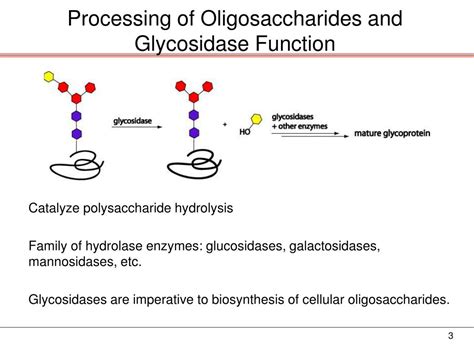 PPT - Design and Synthesis of 5-Membered Azasugars for Glycosidase Inhibition PowerPoint ...