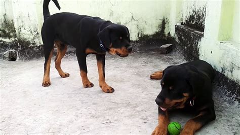 Rottweiler barking - YouTube