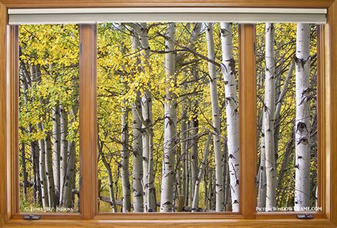 Autumn Aspen Forest Classic Wood Window View - Window Frame Art ...