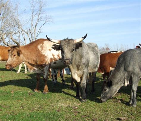 breads of dairy cows | heritage cattle, heritage milk, rare cheese ...