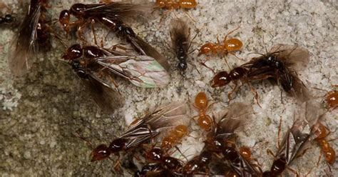 Swarms of flying ants spotted in Leicestershire - here's how to get rid ...