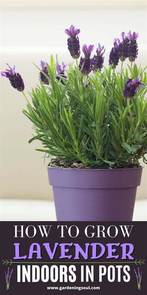 How To Grow Lavender Indoors in Pots