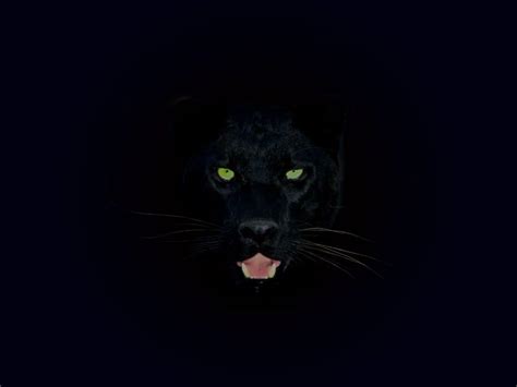 Dark Animal Wallpapers - Top Free Dark Animal Backgrounds - WallpaperAccess