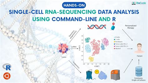 Hands-on: Single-Cell RNA-Sequencing Data Analysis Using Command-Line ...