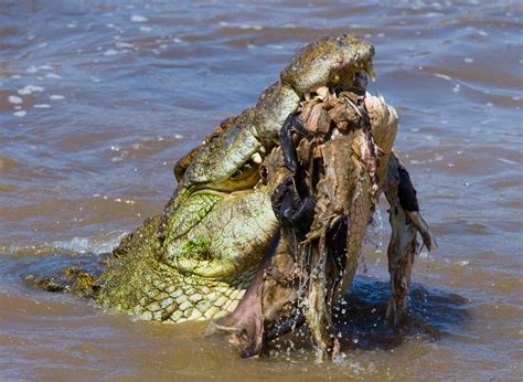 Alligator VS Crocodile: What's The Difference? | Facts.net