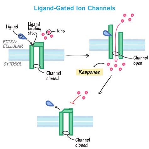 Cell Biology Glossary: Ligand-Gated Channel | ditki medical ...