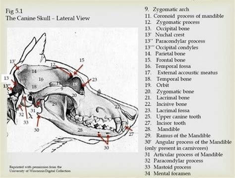 Occipital Tuberosity In A Dog