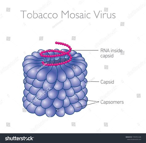 156 Tobacco Mosaic Virus Images, Stock Photos & Vectors | Shutterstock