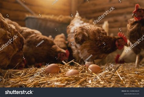 43,017 Chicken Laying Egg Images, Stock Photos & Vectors | Shutterstock