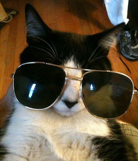 Pin by Coastal.com on Animals in Glasses | Sunglasses, Cat logo, Cats