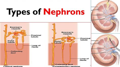 Structure Of Kidney Nephron Structure And Function Youtube – Otosection