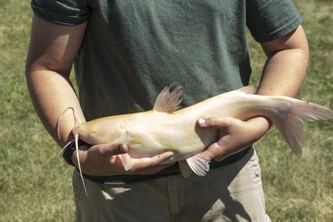 What Every Business Can Learn From An Albino Catfish - Boomgarden Media