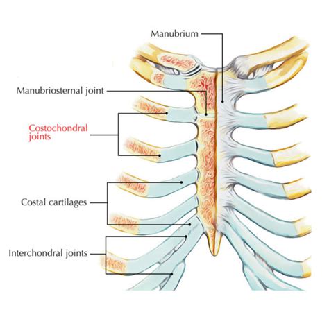 Costochondral and Chondrosternal Joints – Earth's Lab