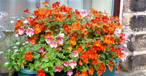 Nemesia Flower Care: Learn Nemesia Plants Growing Requirements