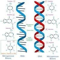 Asam Nukleat : Definisi, Jenis, Biokimia, Fisiologi & Patofisiologi