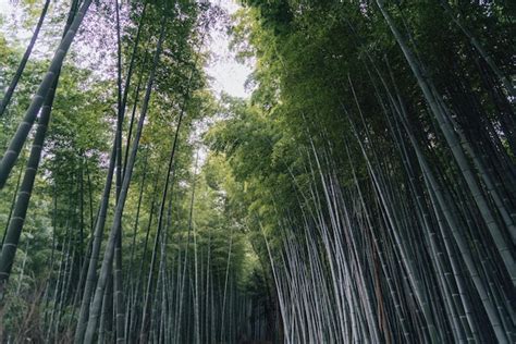 Premium Photo | Bamboo forest in japan