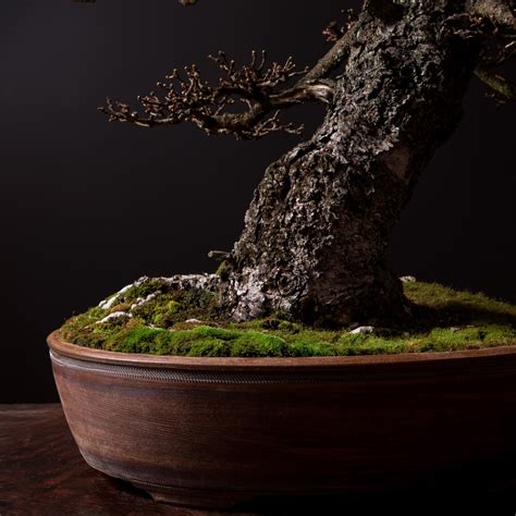 japanese larch no. 1 | Bonsai Mirai