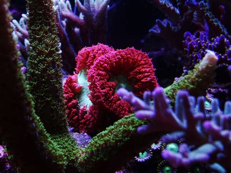 best-photos-coral-aquarium-LED-Light | Led aquarium lighting, Aquarium ...