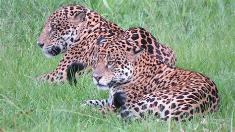 Jaguar Safaris in Brazil's Southern Pantanal