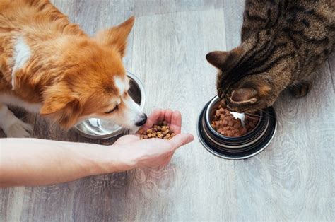 The Dangers of a Dog Eating Cat Food | Cuteness