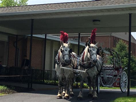 Hire Running Springs Farm Horse Drawn Carriage Service - Horse Drawn ...