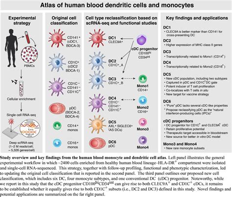 Atlas of human blood dendritic cells and monocytes - Single Cell Portal