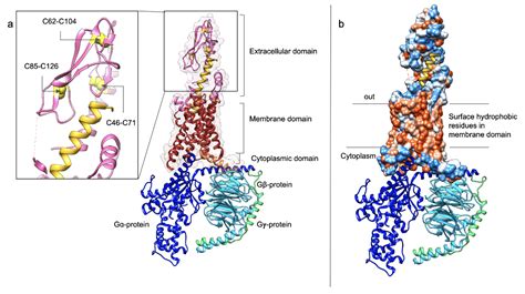 PDB-101: Diabetes Mellitus: Diabetes Mellitus: undefined: GLP-1 Receptor