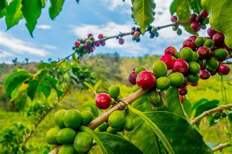 Coffee Bean Plant