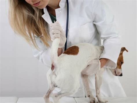 Perianal tumors in dogs: symptoms and treatment