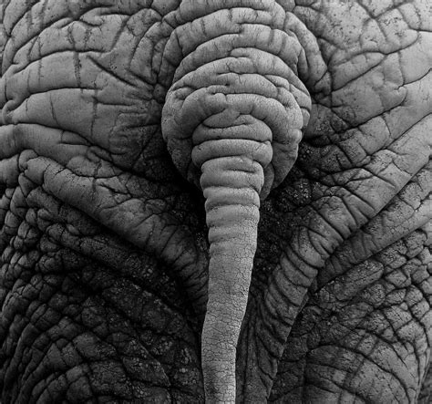 elephant skin by Alouette-Photos on DeviantArt