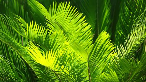 Palm Leaves Wallpaper (37+ images)