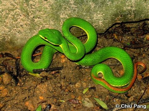 Trimeresurus albolabris ~ Reptiles World