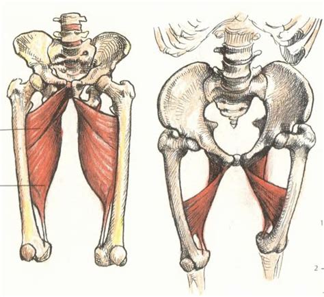 Anatomy Art Series #1 - The Adductor Magnus