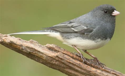 Junco | Ground-dwelling, Songbird, North America | Britannica