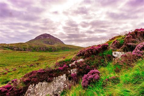 HD wallpaper: red clustered flowers under cloudy sky, ireland, meadow ...