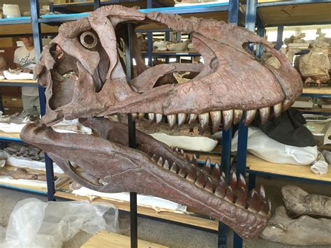 Scientists find huge dinosaur with tiny arms like a T. rex, deepening mystery why they evolved ...