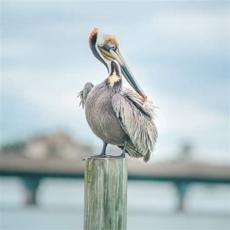 7 Pelican Symbolism and Spiritual Meanings