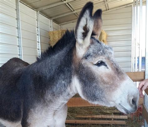 Foghorn Farm Donkey Training: Donkey Behavior Part 2- Five Ways Donkeys ...