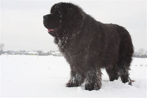 Newfoundland Grooming - Dog Breed Answers