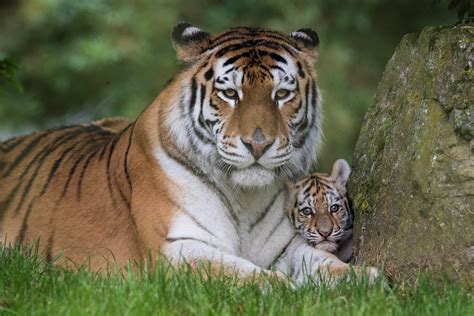 UPDATE! Our tiger cubs have been named!, at The Zoo