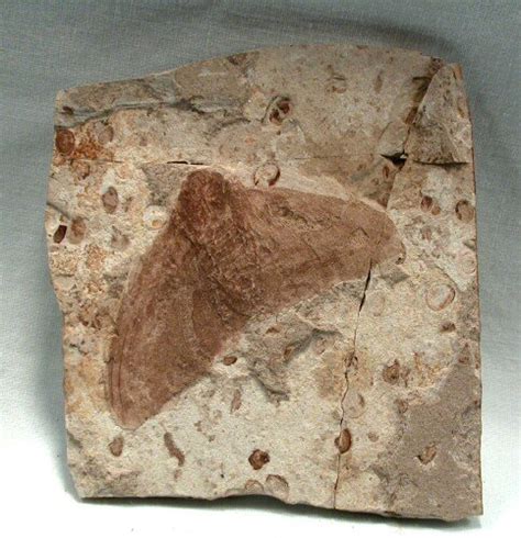 Lower Cretaceous Moth Fossil