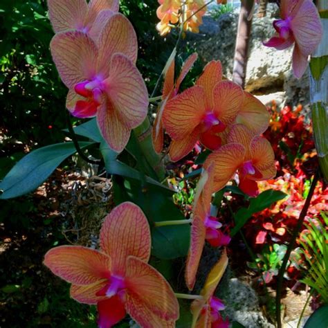 Orchids in Florida Keys | Tropical garden, Orchids, Bloom